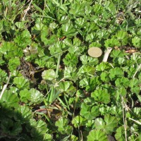 Baby Gunnera